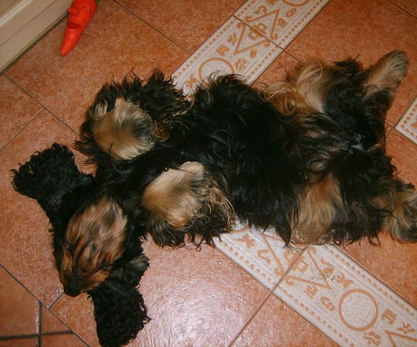 ROSAGOS