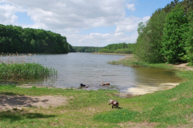 ROSAGOS