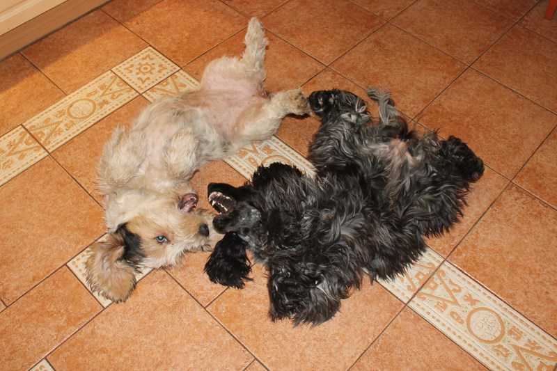 ROSAGOS