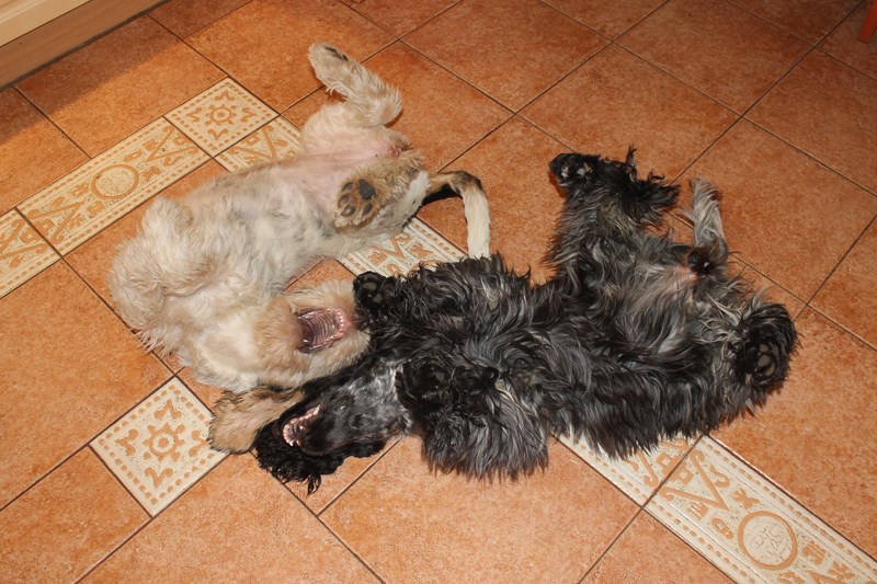 ROSAGOS