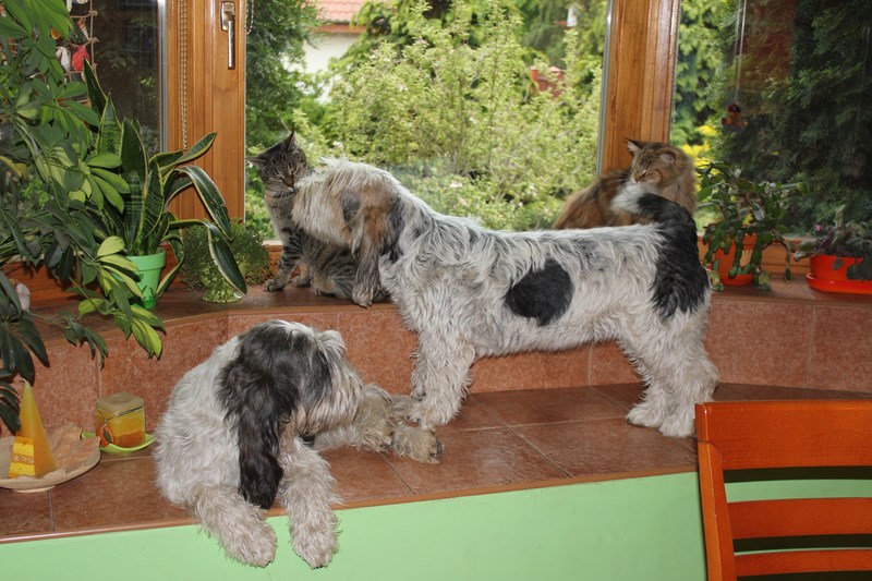 ROSAGOS