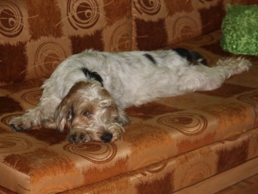 ROSAGOS