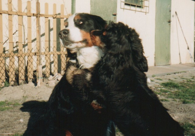 ROSAGOS