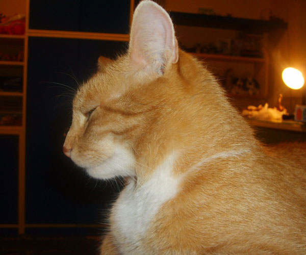 ROSAGOS